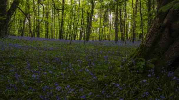 Time Lapse Bluebells Forest Vårtiden Naturparken Irland – stockvideo