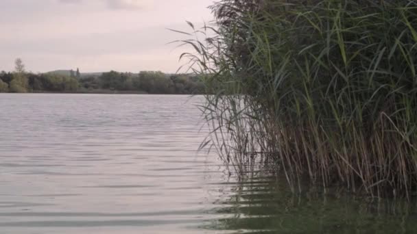 Lake Water Waves Ripples Reeds Growing Landscape — Vídeo de Stock