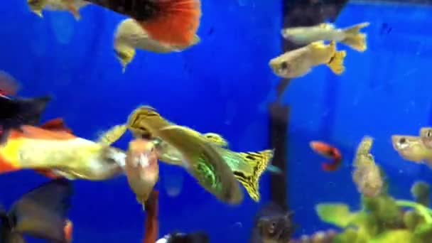 Colourful Guppies Swimming Aquarium — стоковое видео