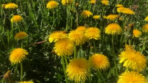Honeybee Flyng Flower Flower — Vídeos de Stock