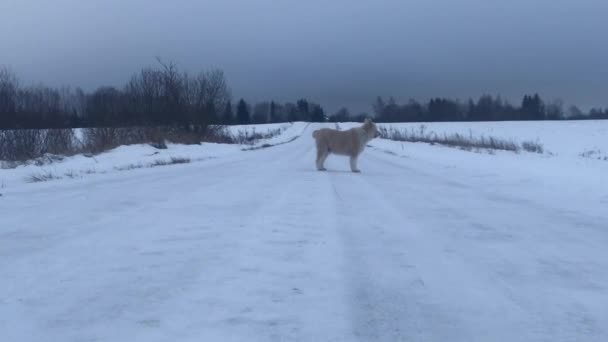 Dog Running Winter Road — ストック動画