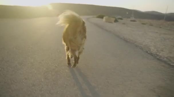 Small Dog Running Sun Desert Scenery — 图库视频影像