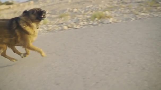 Dog Enjoying Run Desert Town Sunset — Vídeos de Stock