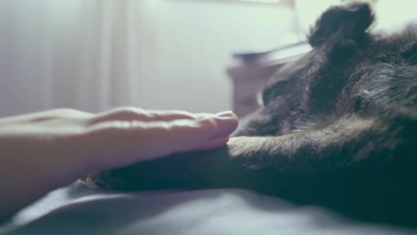 Genç Kızın Eli Yatakta Uyuyan Köpeğinin Pençesini Okşuyor — Stok video