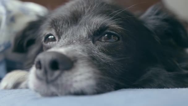 Cute Black Dog Brown Eyes Fall Asleep Bed Suddenly Wakes — Stock Video