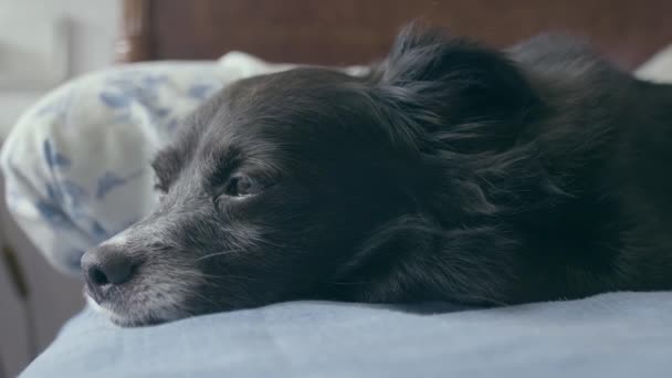 Cute Black Dog Fall Asleep Bed — Stock Video