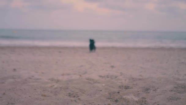 Søt Svart Hund Spiller Sanden Ballen Til Eieren Solnedgang Stranden – stockvideo