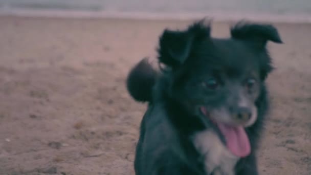 可爱的黑狗鼻子满是沙吠声对着相机 跑到海边寻找石头 日落时分在海滩上玩耍 — 图库视频影像