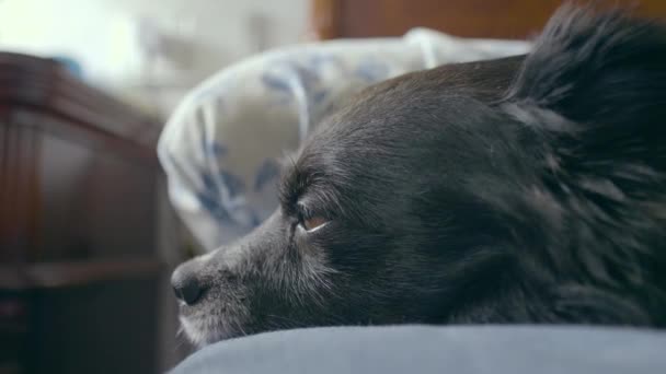 Милая Черная Собака Карими Глазами Которая Заснет Постели Получает Поцелуй — стоковое видео
