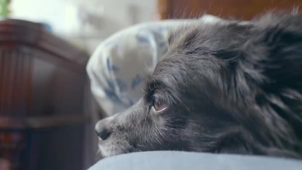 Simpatico Cane Nero Con Gli Occhi Marroni Che Sta Addormentarsi — Video Stock