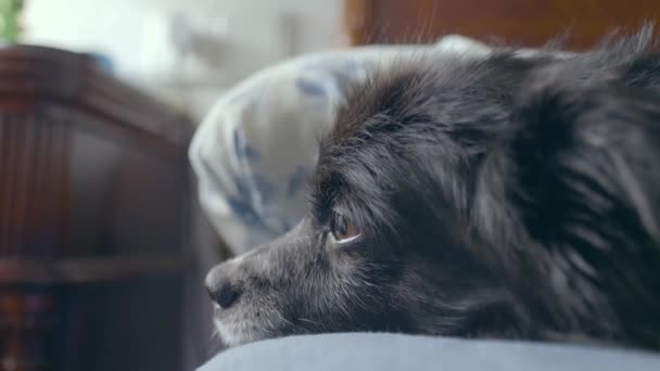Simpatico Cane Nero Con Gli Occhi Marroni Che Sta Addormentarsi — Video Stock