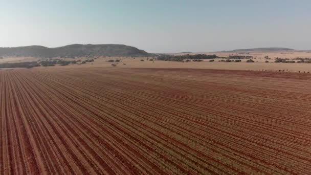 Aerial Unused Plowed Land Cattle Background — Video