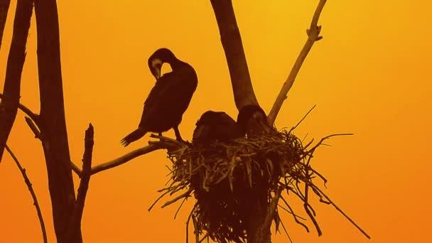 Birds Family Sitting Top Tree Nest Beautiful Sunset Evening Silhouette — Wideo stockowe