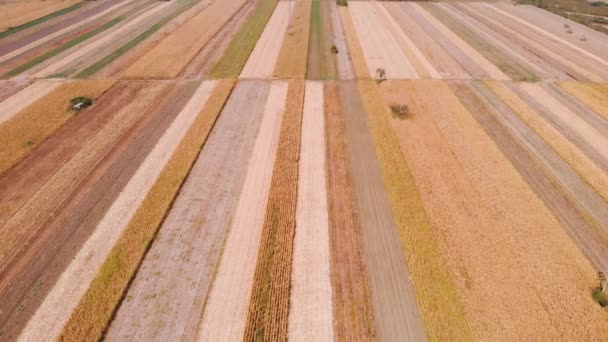 Menakjubkan Cuplikan Udara Ladang Jagung Pertanian Besar Pada Hari Yang — Stok Video