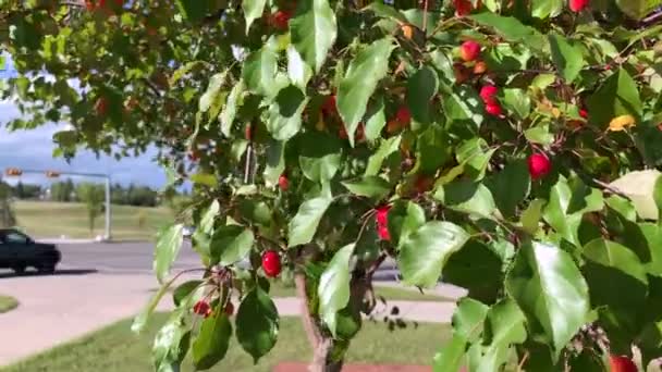 Crabapples Tree Calgary Street — Stok Video