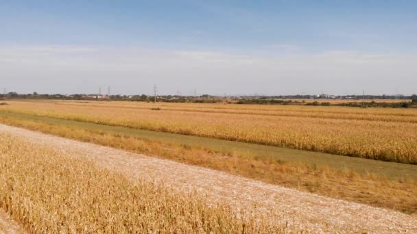 Повітряні Кадри Концепцією Сільського Господарства Кукурудзяних Полів Передньому Плані Задньому — стокове відео