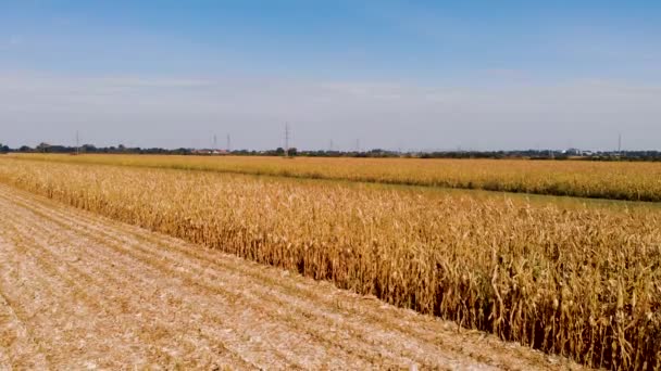 Revelando Drone Aéreo Vídeo Campos Milho Agricultura Dia Ensolarado — Vídeo de Stock