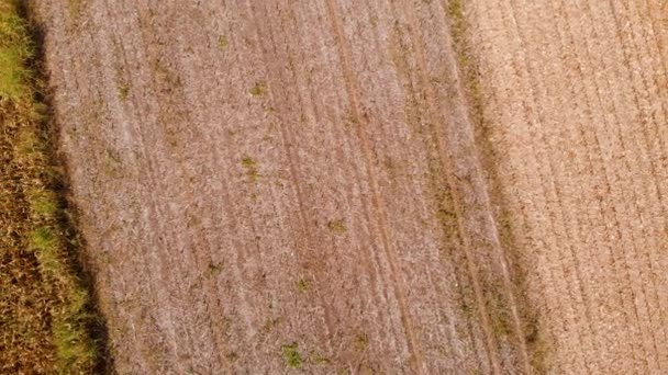 Aerial Drone Footage Corn Fields Birds Eye View Revealing Concept — Video Stock