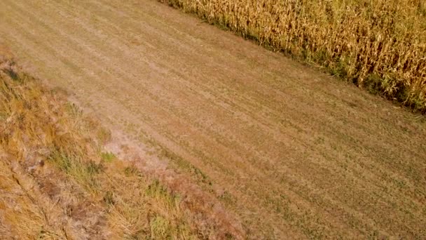 Revealing Aerial Drone Video Agriculture Corn Fields Sunny Day — Stock Video