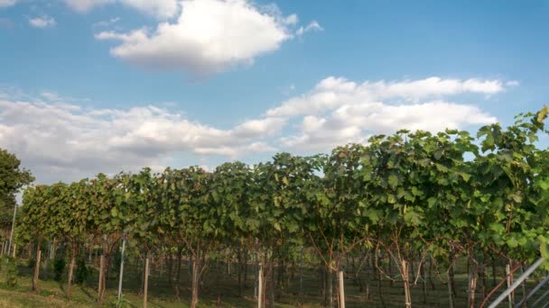 Time Lapse Video Vineyard Sunny Day Beautiful Amazing Clouds Sky — Wideo stockowe
