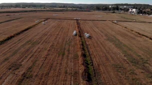 Lines Harvested Hay Field White Plastic Bales Aerial Drone — Video