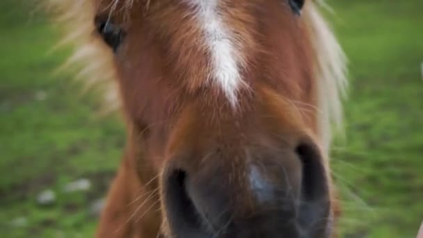 Closeup Inquisitive Shetland Pony Having Its Head Stroked — Stockvideo