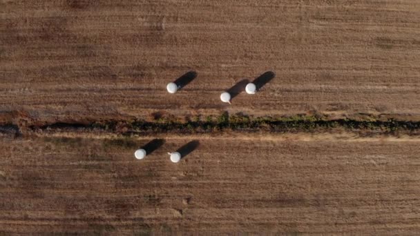 Harvested Wrapped Hay Bales Field Warm Tones Top Drone Pulling — Stock videók