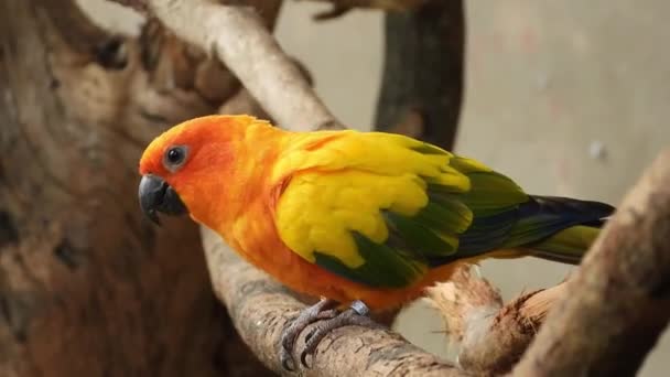 Beautiful Sun Conure Parrots Sitting Tree Branch Zoo — стоковое видео