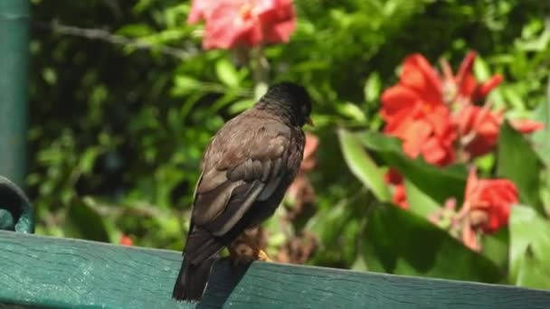 Κοινό Myna Πουλί Κάθεται Στο Βοτανικό Κήπο — Αρχείο Βίντεο
