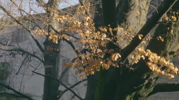 Trees Autumn Fall Yellow Leaves Green Moss Trunk Trees Medieval — Vídeo de Stock