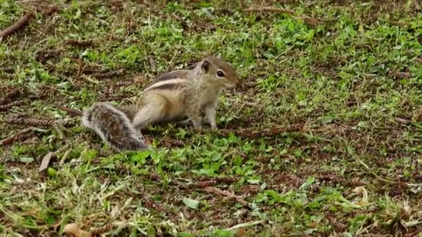 Siberian Chipmunk Squirrel Hunting Food Grass Field — Vídeo de Stock