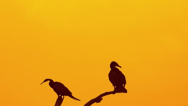 Two Birds Sitting Isolate Top Tree Sunset Silhouette Background — Αρχείο Βίντεο