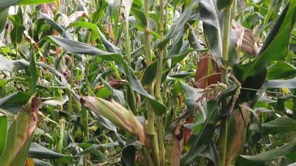 Walking Corn Maze Sunset Farmland Corn Sunset — Stock video