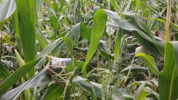 Walking Corn Maze Sunset Farmland Corn Sunset — Video Stock