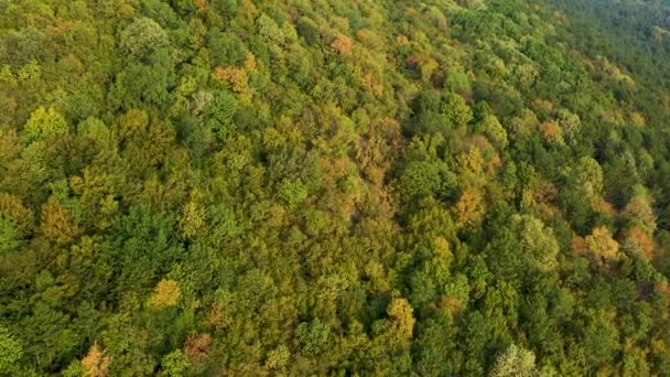 Aerial Top Drone Shot Autumn Forest Turning Green Yellow — стоковое видео