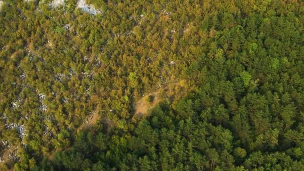 Повітряний Ліс Зверху Вниз Вид Соснові Дерева Осіннє Листя Пагорбі — стокове відео