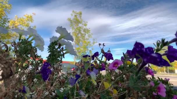 Flowers Dancing Wind Blue Sky Background — Vídeo de stock