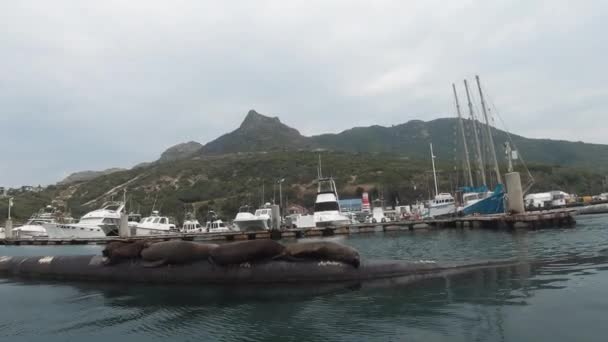 Sea Lions Sleeping Hout Bay Harbor Cape Town South Africa — Vídeo de Stock
