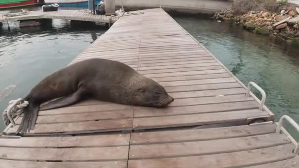 Close Sea Lion Sleeps Hout Bay Harbor Cape Town South — Stock video