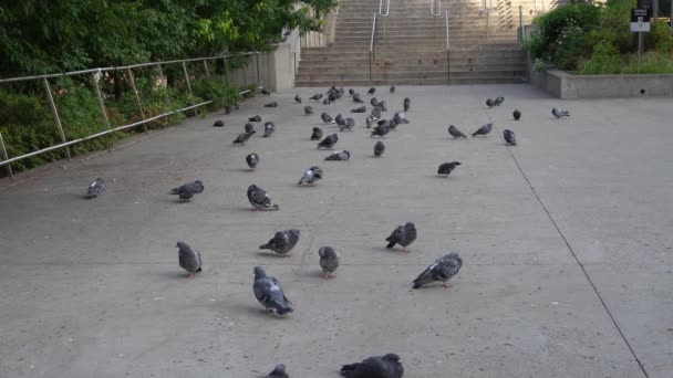 Colony Pigeons Pleasure Your Eyes — Vídeo de Stock