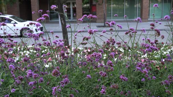 Someone Passing Beautiful Purple Flowers — Stock Video