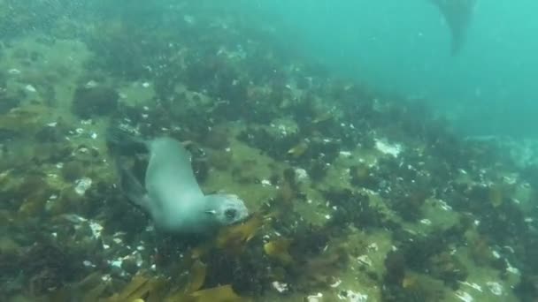 Sea Lion Comes Say Hello Swims Away Making Bubbles Atlantic — Wideo stockowe