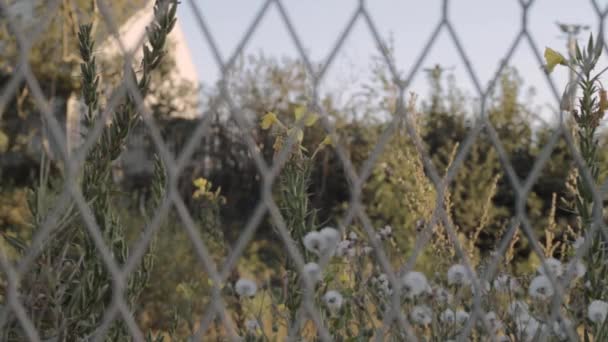 View Wild Flowers Weeds Foliage Fencing — 비디오