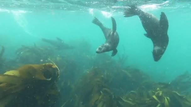Sea Lion Pups Play Underwater Shallow Ocean Water Full Kelp — 图库视频影像