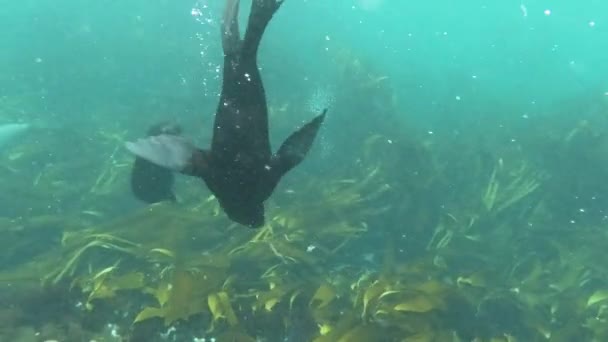 Curious Baby Sea Lion Swims Explore Kelp Atlantic Ocean — Vídeo de Stock