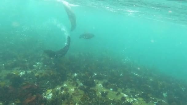 Sea Lion Pup Spins Swims Close Shallow Ocean Slow Motion — Stok video