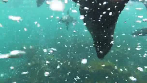Πολύ Κοντά Παίξτε Περίεργο Sea Lion Pup Κοιτάζοντας Προς Κάτω — Αρχείο Βίντεο