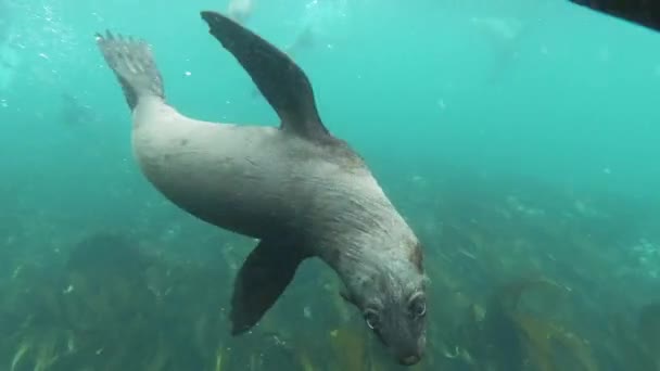 Close Encounter Playful Sea Lion Pup Duiker Island South Africa — Vídeos de Stock