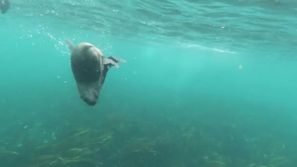 Relaxed Sea Lion Looking Kelp Underwater Close Slow Motion — 图库视频影像
