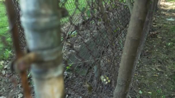 Abandoned Baseball Field Team Bench Rusty Wire Fence — Vídeo de stock